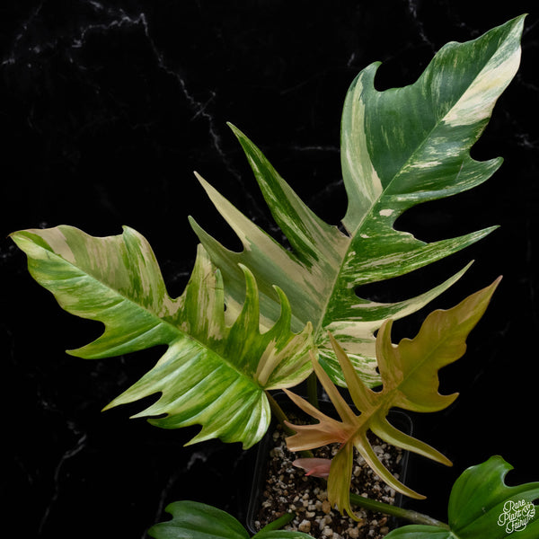 Philodendron 'Florida Beauty' x 'Tortum' (A51)