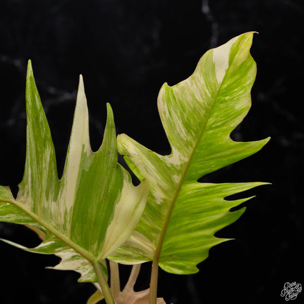 Philodendron 'Florida Beauty' x 'Tortum' (A51)