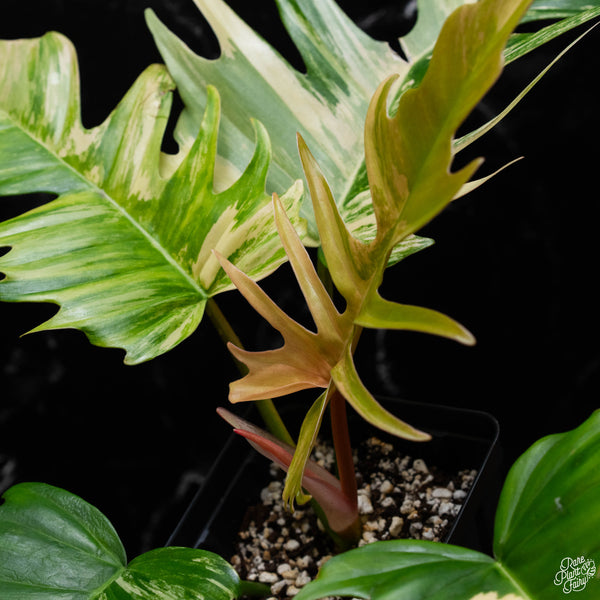 Philodendron 'Florida Beauty' x 'Tortum' (A51)