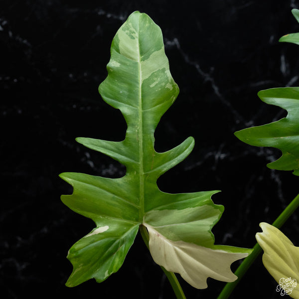 Philodendron 'Golden Dragon' variegated (wk3-A)