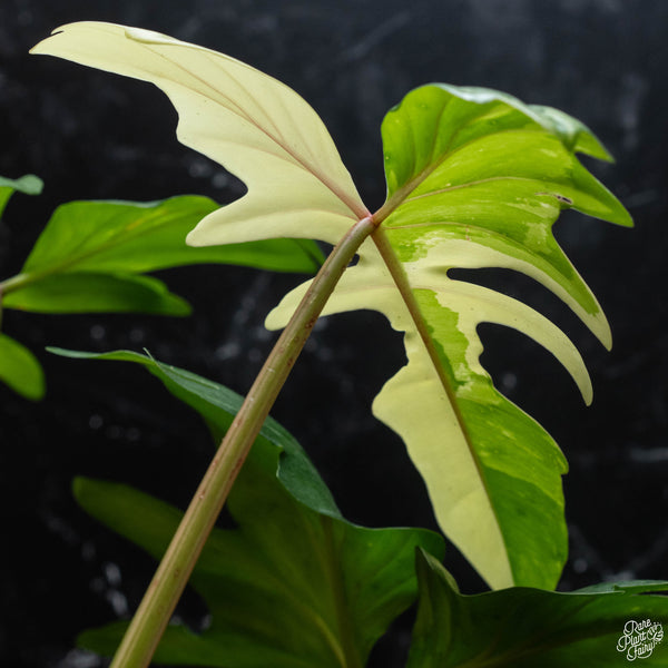 Philodendron 'Golden Dragon' variegated (wk3-A)