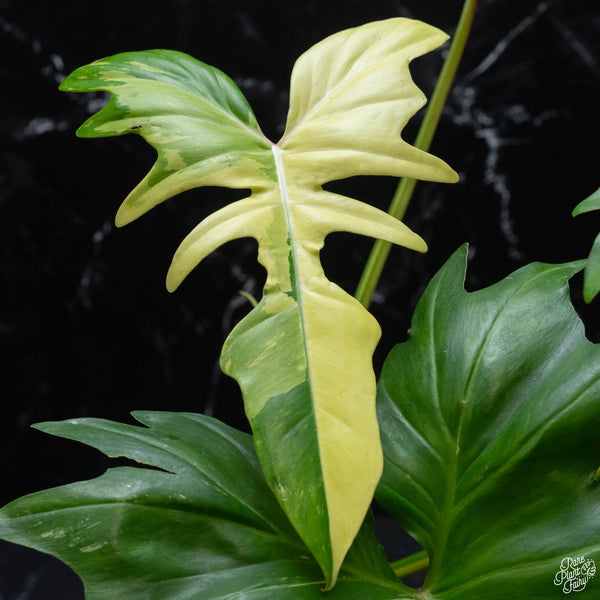 Philodendron 'Golden Dragon' variegated (wk3-A)