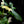 Load image into Gallery viewer, Philodendron &#39;Golden Dragon&#39; variegated (A51)
