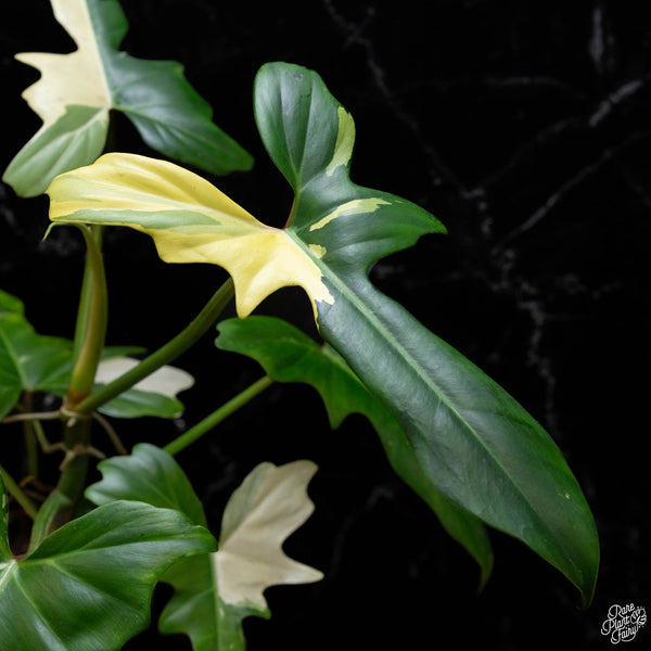 Philodendron 'Golden Dragon' variegated (A51)