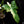 Load image into Gallery viewer, Philodendron &#39;Golden Dragon&#39; variegated (A51)
