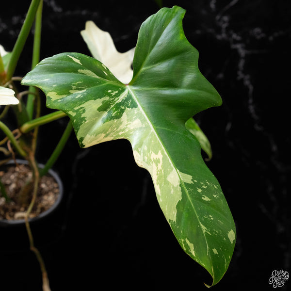 Philodendron 'Golden Dragon' variegated (A51)