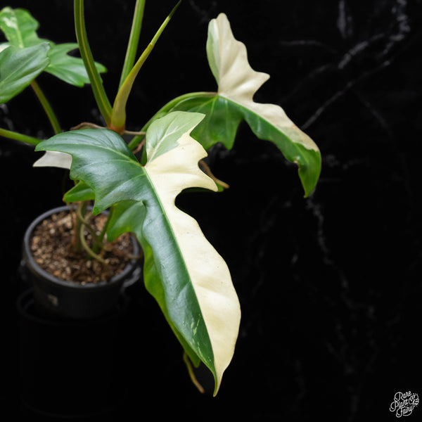 Philodendron 'Golden Dragon' variegated (A51)