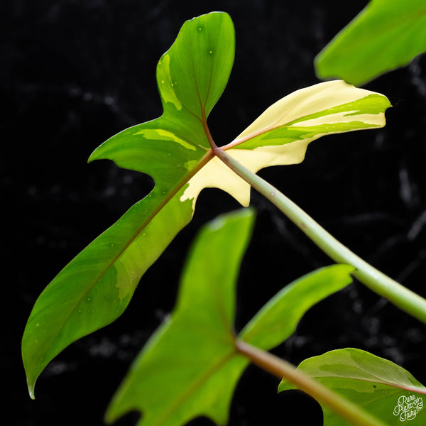 Philodendron 'Golden Dragon' variegated (A51)