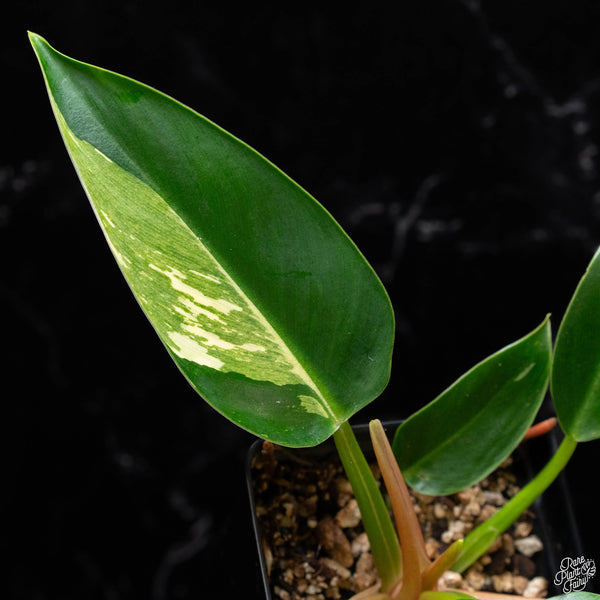 Philodendron 'Green Congo' Variegated *True Species* (A52)