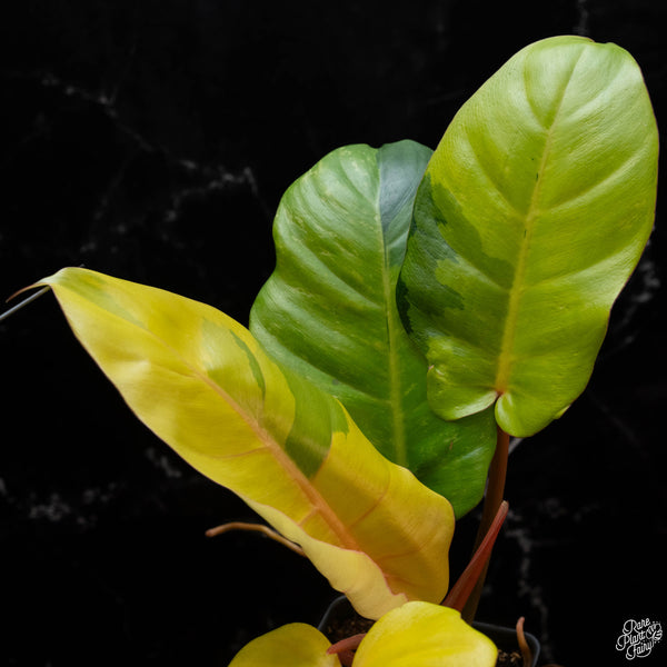 Philodendron 'Jungle Fever' variegated (1A)