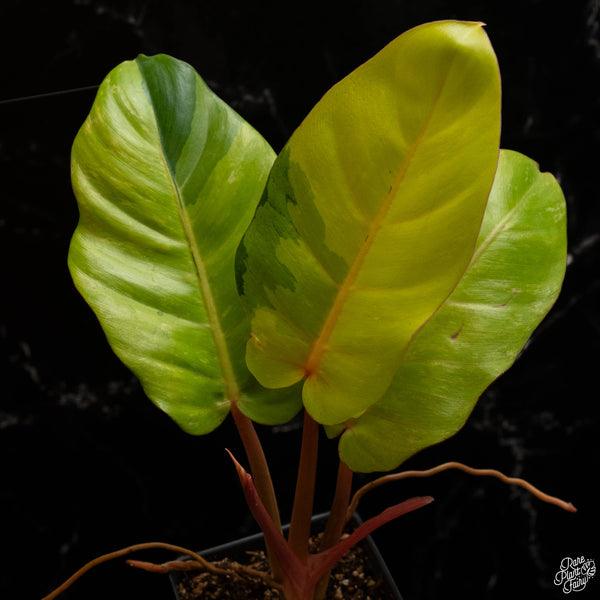 Philodendron 'Jungle Fever' variegated (A48)