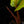 Load image into Gallery viewer, Philodendron &#39;Jungle Fever&#39; variegated (A48)
