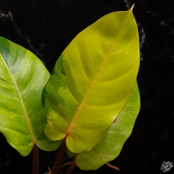 Philodendron 'Jungle Fever' variegated (A48)