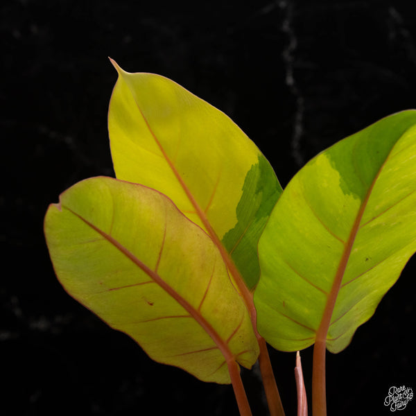 Philodendron 'Jungle Fever' variegated (A48)