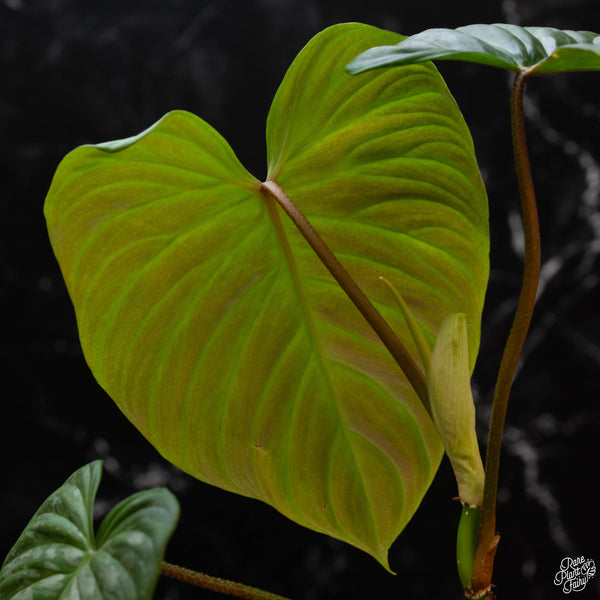 Philodendron 'Majestic' (verrucosum x sodiroi) (1A)