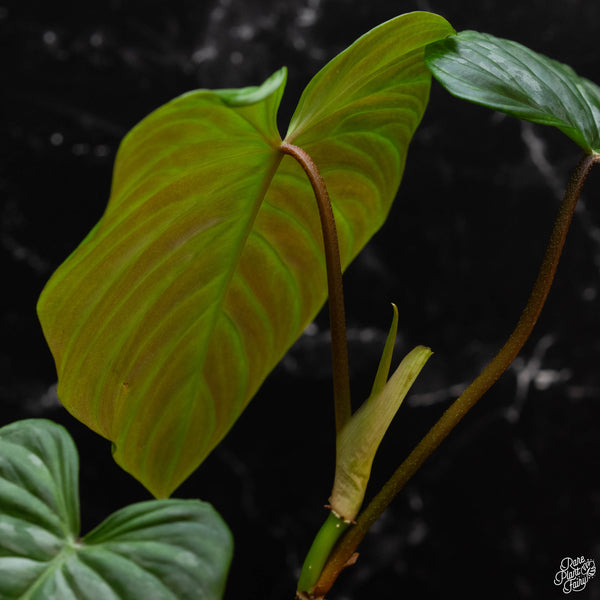 Philodendron 'Majestic' (verrucosum x sodiroi) (1A)