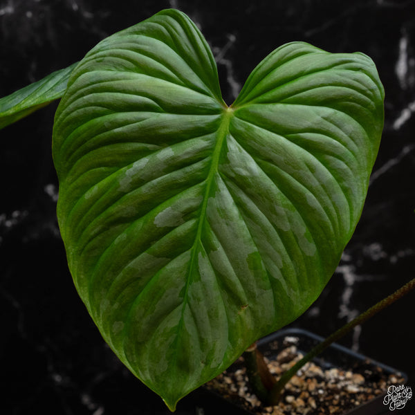 Philodendron 'Majestic' (verrucosum x sodiroi) (1A)