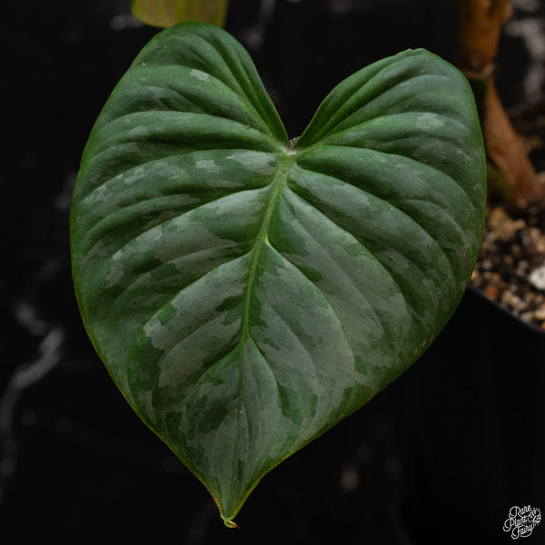 Philodendron 'Majestic' (verrucosum x sodiroi) (1A)