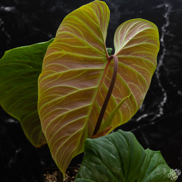 Philodendron 'Majestic' (verrucosum x sodiroi) (1B)