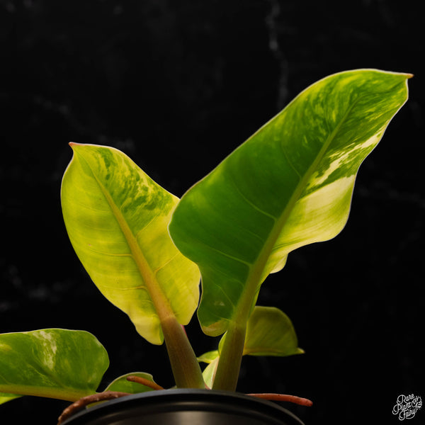 Philodendron 'Moonlight' variegated (A50)