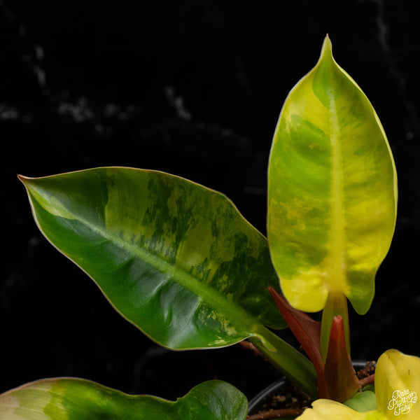 Philodendron 'Moonlight' variegated (A50)