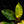 Load image into Gallery viewer, Philodendron &#39;Moonlight&#39; variegated (A50)
