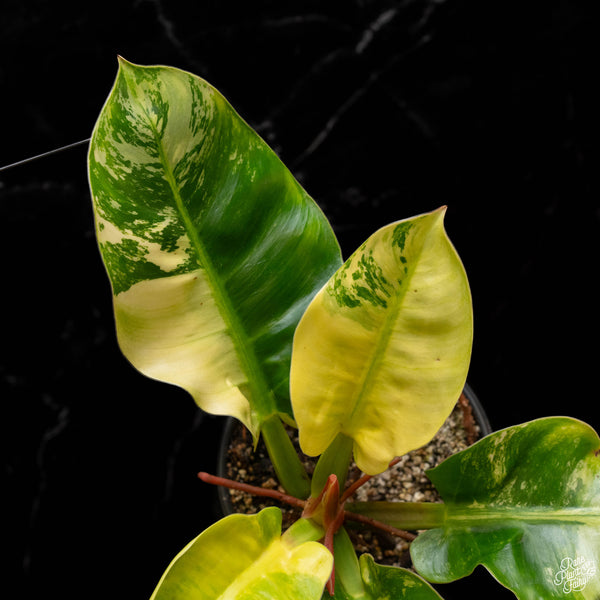 Philodendron 'Moonlight' variegated (A50)