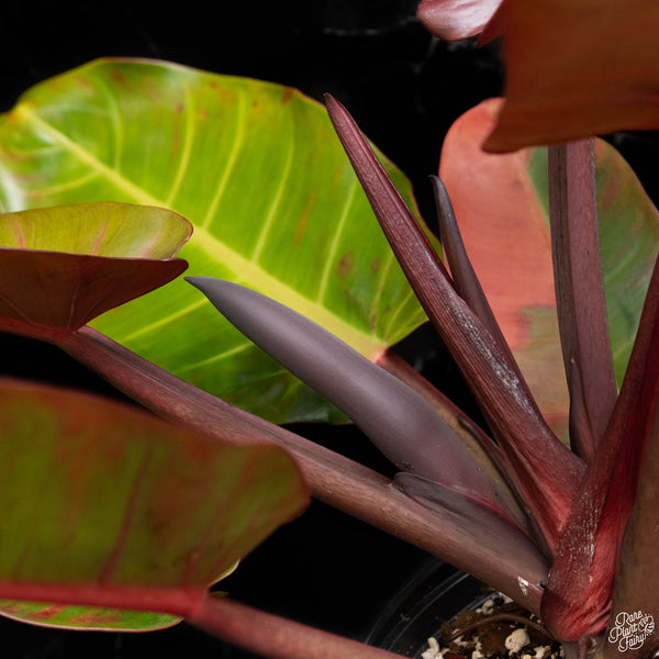 Philodendron 'Prince of Orange' variegated (A50)