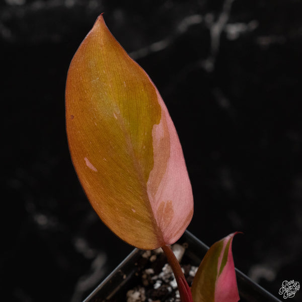 Philodendron 'Princess of Fire' (wk4-A)