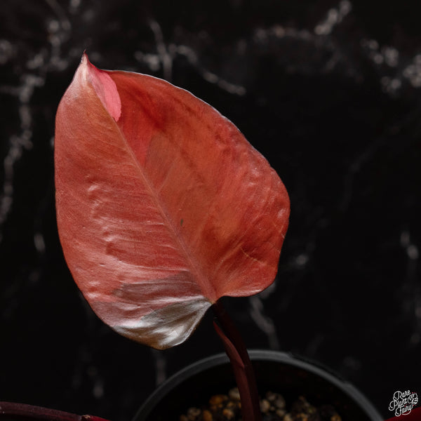 Philodendron 'Princess of Fire' (A46)