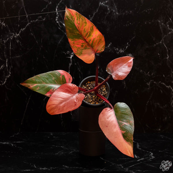 Philodendron 'Princess of Fire' (A46)