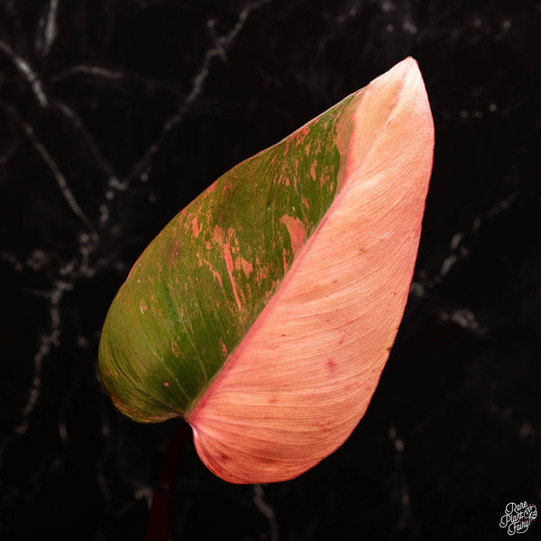 Philodendron 'Princess of Fire' (A46)