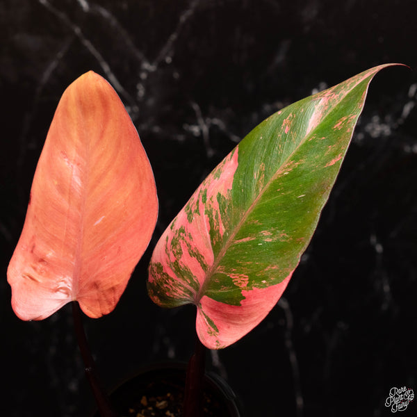 Philodendron 'Princess of Fire' (A46)