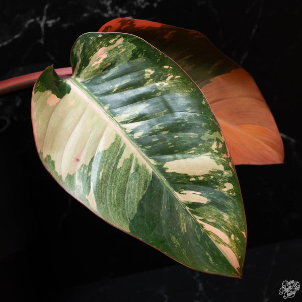 Philodendron 'Red Congo' variegated (wk4-A)