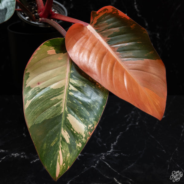 Philodendron 'Red Congo' variegated (wk4-A)