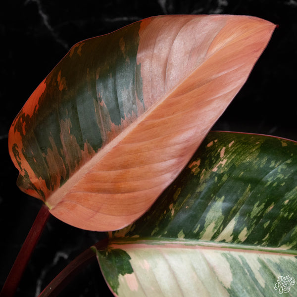 Philodendron 'Red Congo' variegated (wk4-A)