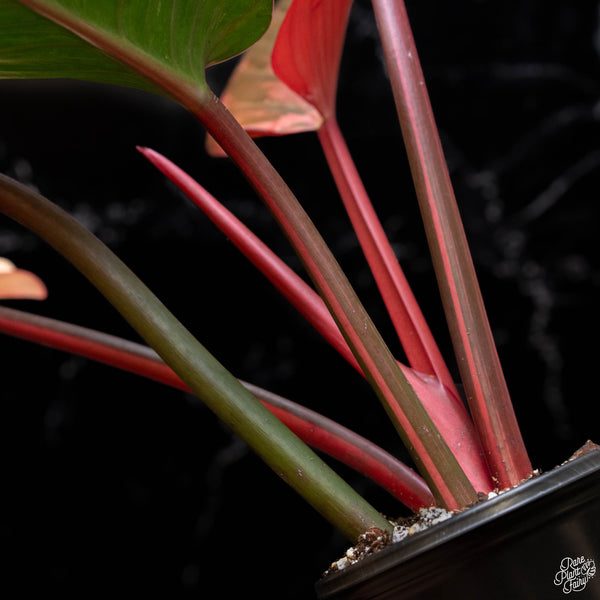 Philodendron 'Red Congo' variegated (A51)