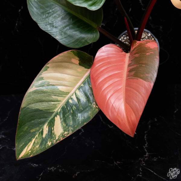 Philodendron 'Red Congo' variegated (A51)