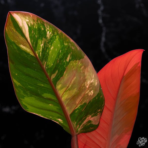 Philodendron 'Red Congo' variegated (A51)