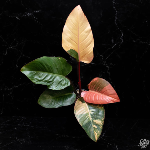 Philodendron 'Red Congo' variegated (A51)