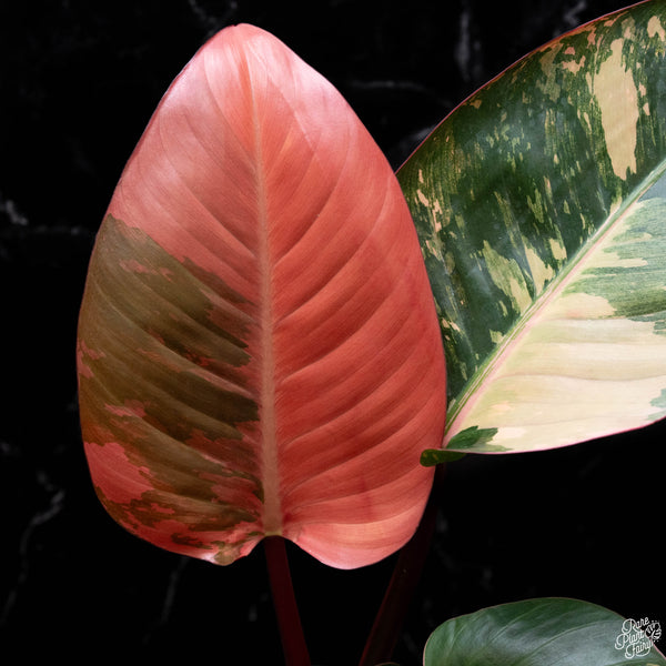 Philodendron 'Red Congo' variegated (A51)