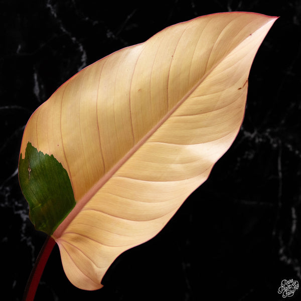 Philodendron 'Red Congo' variegated (A51)