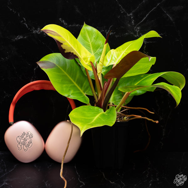 Philodendron 'Red Moon' / 'Yellow Flame' (A51)