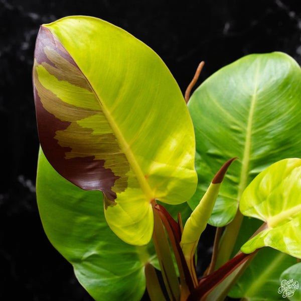 Philodendron 'Red Moon' / 'Yellow Flame' (A51)