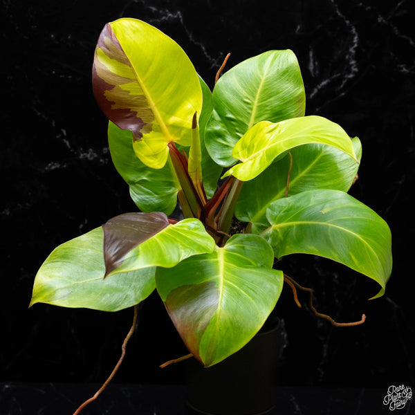 Philodendron 'Red Moon' / 'Yellow Flame' (A51)