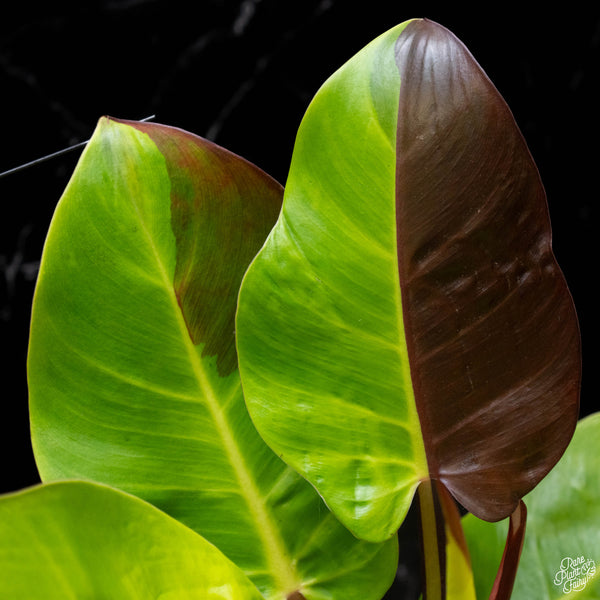 Philodendron 'Red Moon' / 'Yellow Flame' (A51)