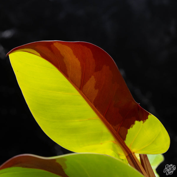 Philodendron 'Red Moon' / 'Yellow Flame' (A51)