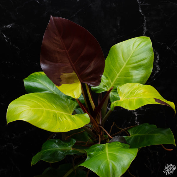 Philodendron 'Red Moon' / 'Yellow Flame' (1B)