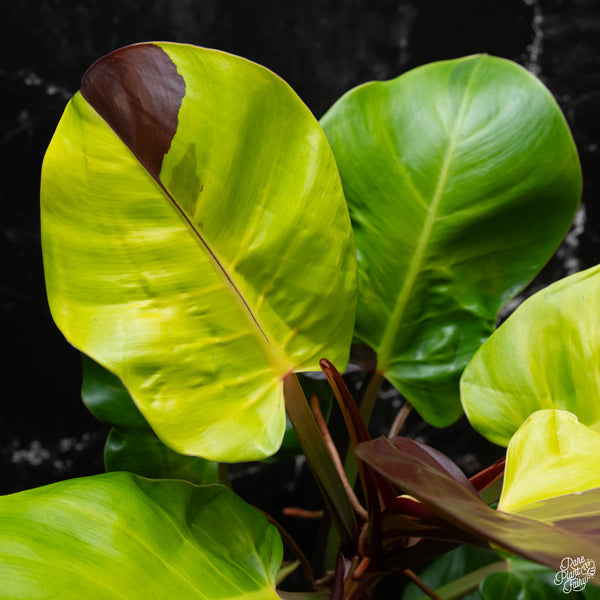 Philodendron 'Red Moon' / 'Yellow Flame' (1B)