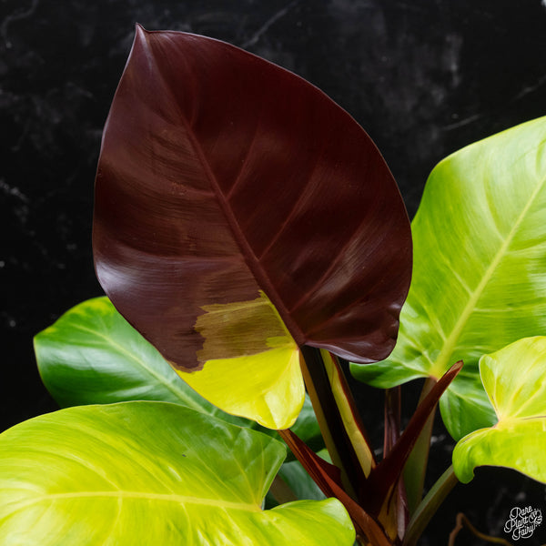 Philodendron 'Red Moon' / 'Yellow Flame' (1B)